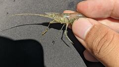 Macrobrachium formosense