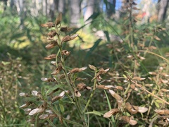 Pedicularis labradorica