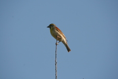 Spiza americana