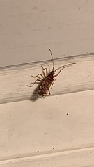 Ozophora picturata