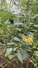 Cestrum nocturnum
