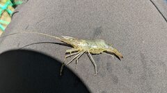 Macrobrachium formosense