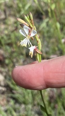 Oenothera suffrutescens