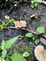 Gyroporus castaneus