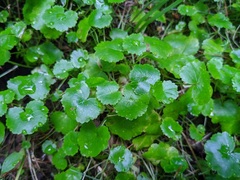 Hydrocotyle americana