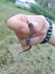 Storeria occipitomaculata