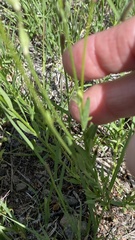 Oenothera suffrutescens