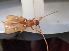 Eburia quadrigeminata