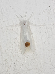 Rupela