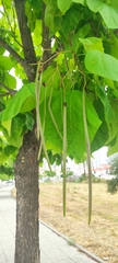 Catalpa