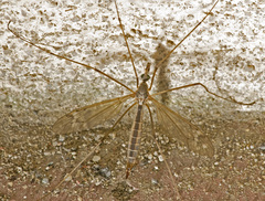Tipulinae