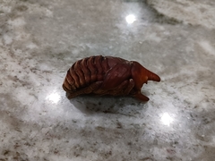 Dynastes tityus