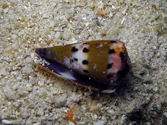 Conus capitaneus