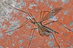 Tipulinae