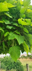 Catalpa