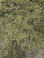Rhamnus crocea