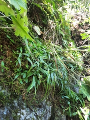 Asplenium ruprechtii
