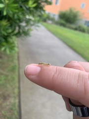 Phryganidia californica