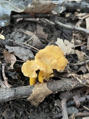Cantharellus