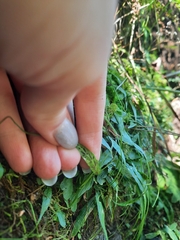 Asplenium ruprechtii