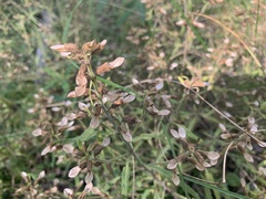 Pedicularis labradorica