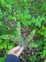 Adiantum pedatum