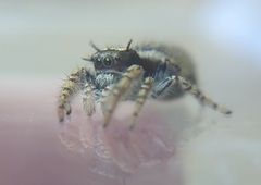 Phidippus mystaceus