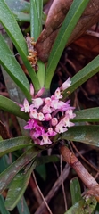 Maxillaria