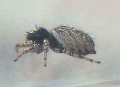 Phidippus mystaceus