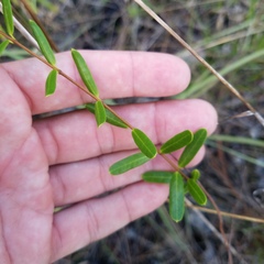 Angadenia berteroi