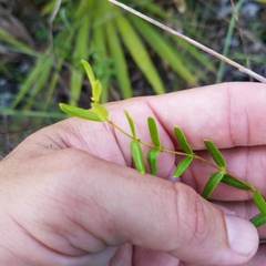 Angadenia berteroi
