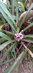 Maxillaria