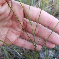 Schizachyrium rhizomatum