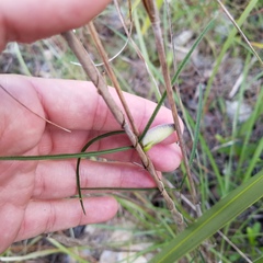 Centrosema virginianum