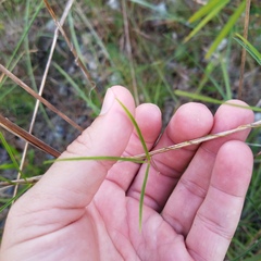 Centrosema virginianum