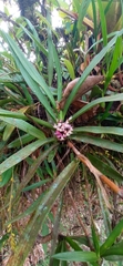 Maxillaria