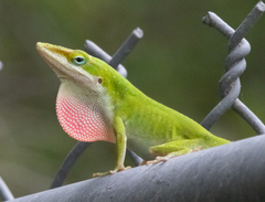 Anolis carolinensis