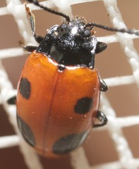 Endomychus biguttatus