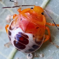 Tectocoris diophthalmus