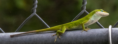 Anolis carolinensis