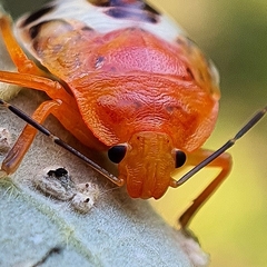 Tectocoris diophthalmus