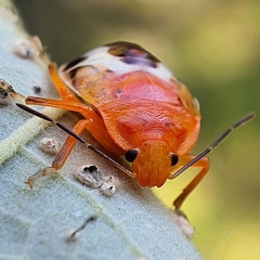 Tectocoris diophthalmus