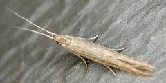 Coleophora