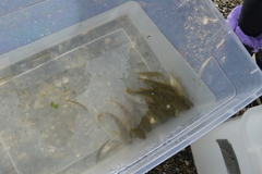 Leptocottus armatus