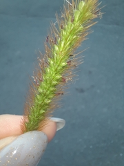 Setaria pumila