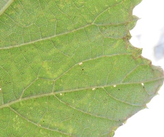 Phyllocnistis vitegenella