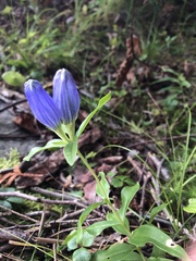 Gentiana linearis