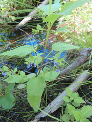 Scutellaria lateriflora
