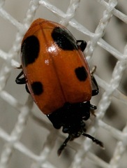 Endomychus biguttatus