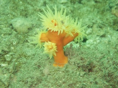 Dendrophyllia